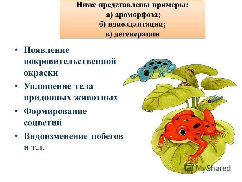 Примеры ароморфоза идиоадаптации и дегенерации