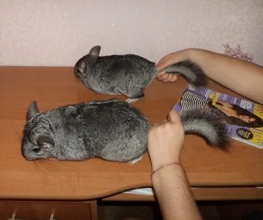 Шиншилла мама