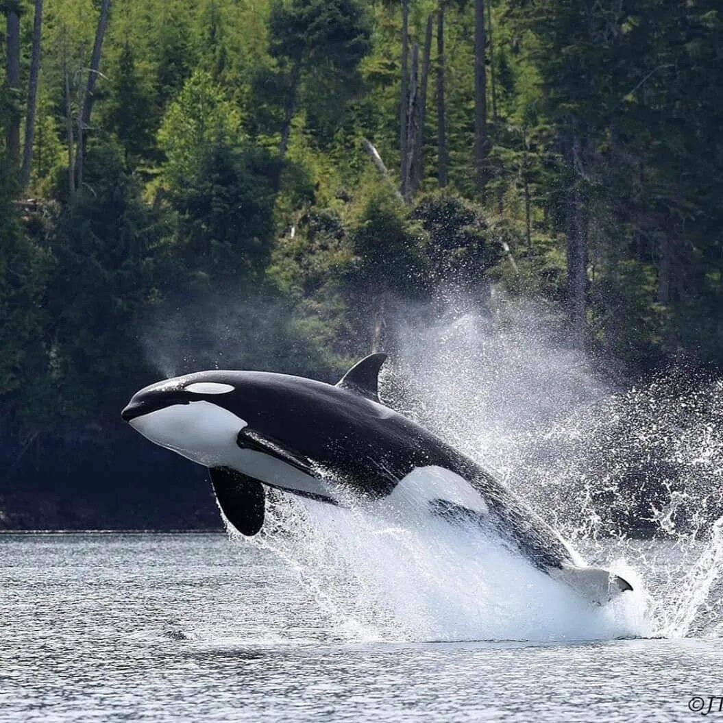 Жизнь касаток. Orca Касатка. Косатка (млекопитающее). Косатка или Касатка.