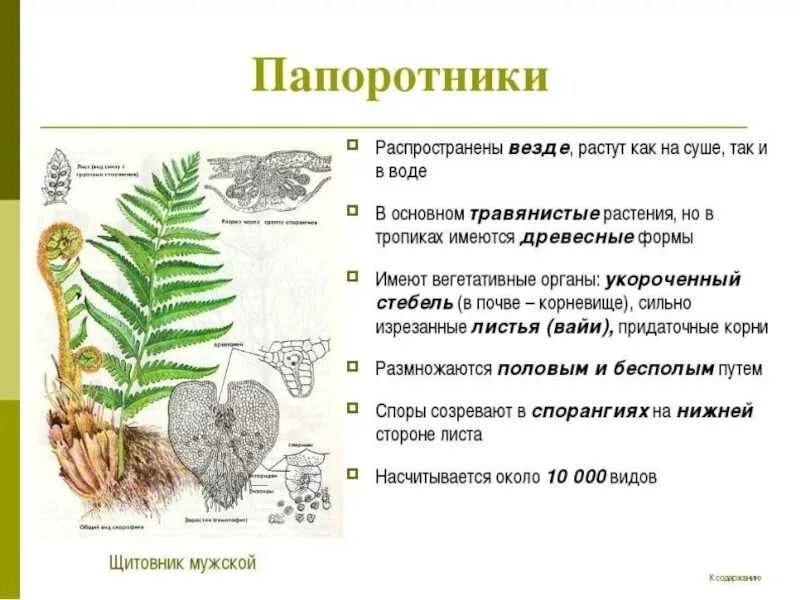 Общая характеристика папоротников 6 класс. Характеристика папоротниковидных о биологии 5 класс. Высшие споровые растения Папоротникообразные. Характеристика папоротниковидных 6 класс биология.