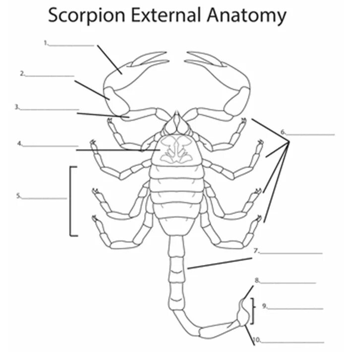 Строение скорпиона снизу. Наружное строение скорпиона. Внешнее строение скорпиона. Внутренне строение скорпиона.