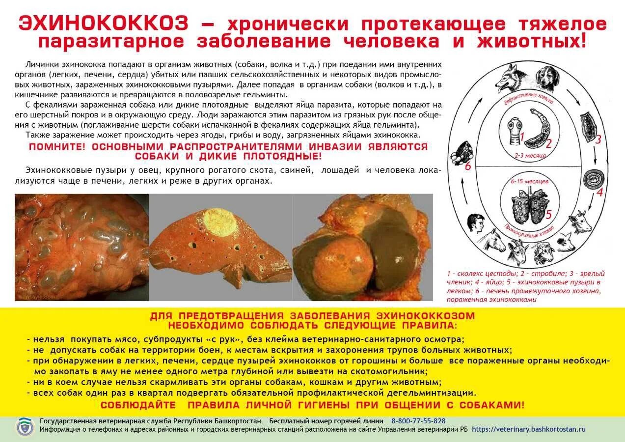 Может ли человек заразиться эхинококком. Эхинокококкоща. Заболевание эхинококкоз. Профилактика эхинококкоза у животных.