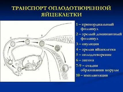 Обеспечивает образование многоклеточного организма из оплодотворенной яйцеклетки