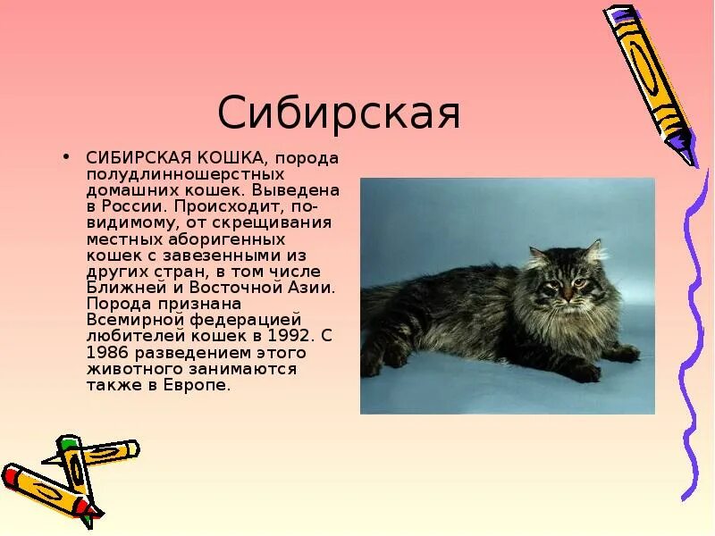 Кошка описание для детей. Проект породы кошек. сибирская кошка презентация. презентация на тему породы кошек. сообщение о породе кошек.