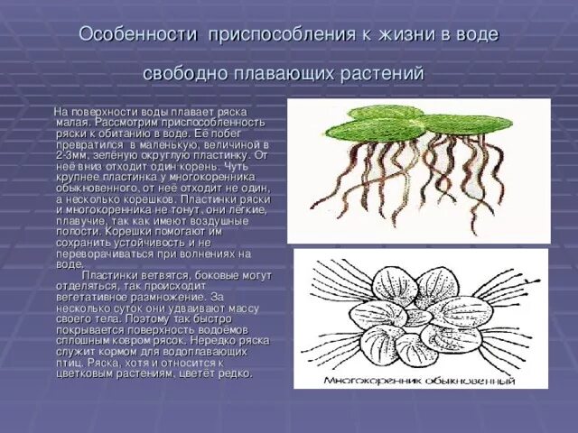 Приспособленность растений к водной среде обитания. Адаптации растений к водной среде. Приспособления водных растений. Адаптации растений к жизни в воде.