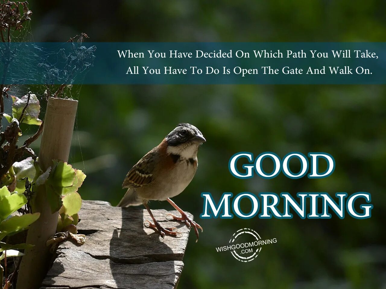 Take good. Good morning for him pictures. Having decided. Have you decided on. Good morning pics with Wise Words.