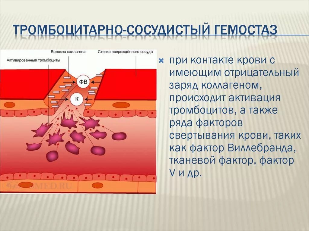 Механизм сосудисто тромбоциты гемостаз. Коллаген сосудисто-тромбоцитарный гемостаз. Сосудисто тромбоцитарный гемостаз норма. Схема сосудисто-тромбоцитарного гемостаза.