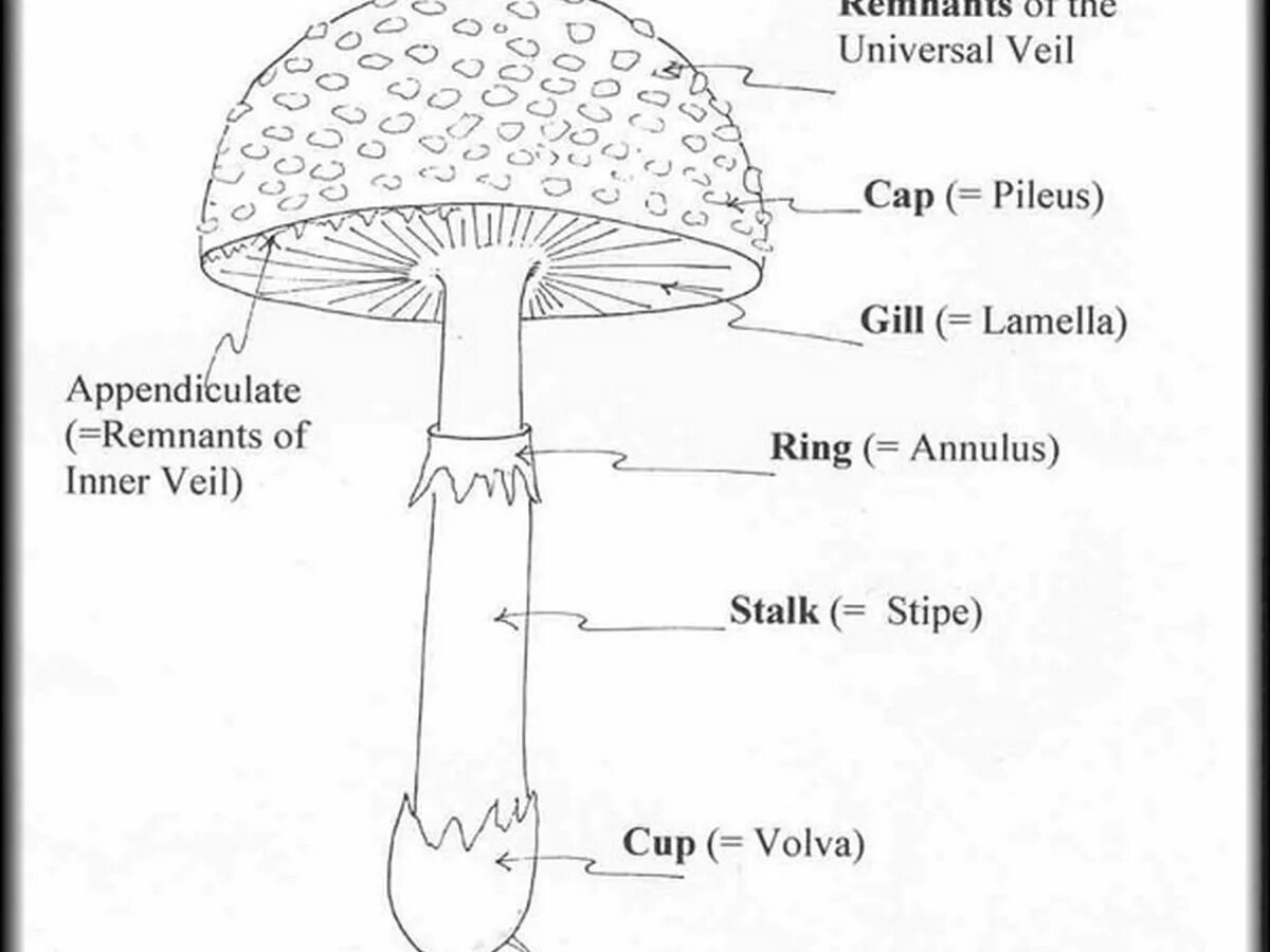 Mushroom Parts. Пилеус у грибов. Mushrooms Worksheets for Kids. Схема Mushroom Golems. Mushroom глагол