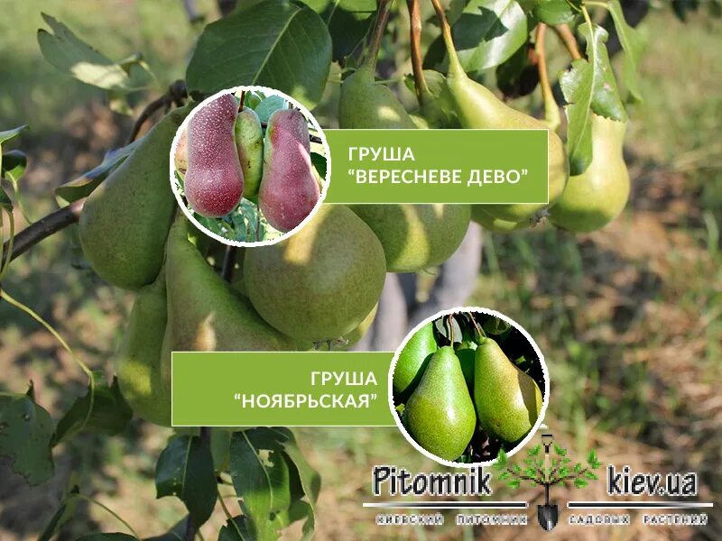 Груша дево. Груша дево фото. сорт груши дево фото и описание. груша дево описание фото.