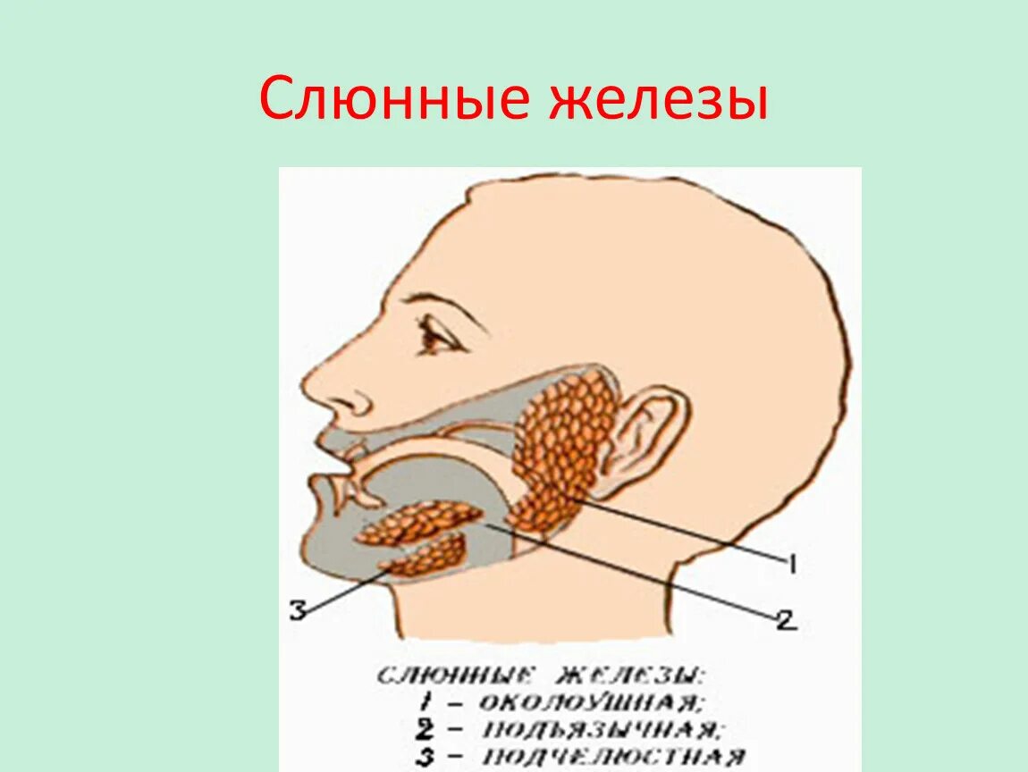 Околоушная слюна. Проток околоушной железы анатомия. Ротовая полость анатомия слюнные железы. Строение ротовой полости слюнные железы. Околоушная слюнная железа.