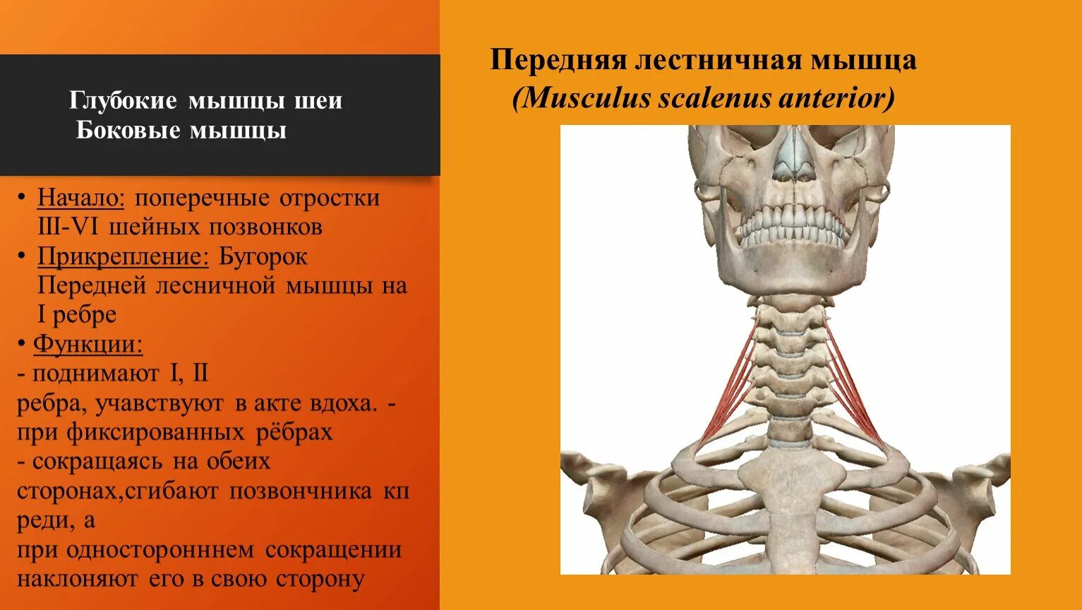 Функции шейного отдела. Передняя лестничная мышца шеи функции. Пееднчч лестничатая мышцы. Лестничные мышцы. Переднелестничная мышца.