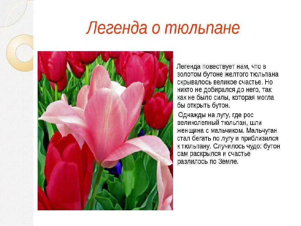 Тюльпан характеристика растения биология 6. Тюльпан Легенда о цветке. Информация о тюльпане. Описание цветка тюльпана.