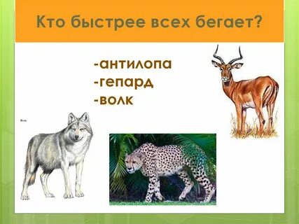 Какие отношения между волком и антилопой