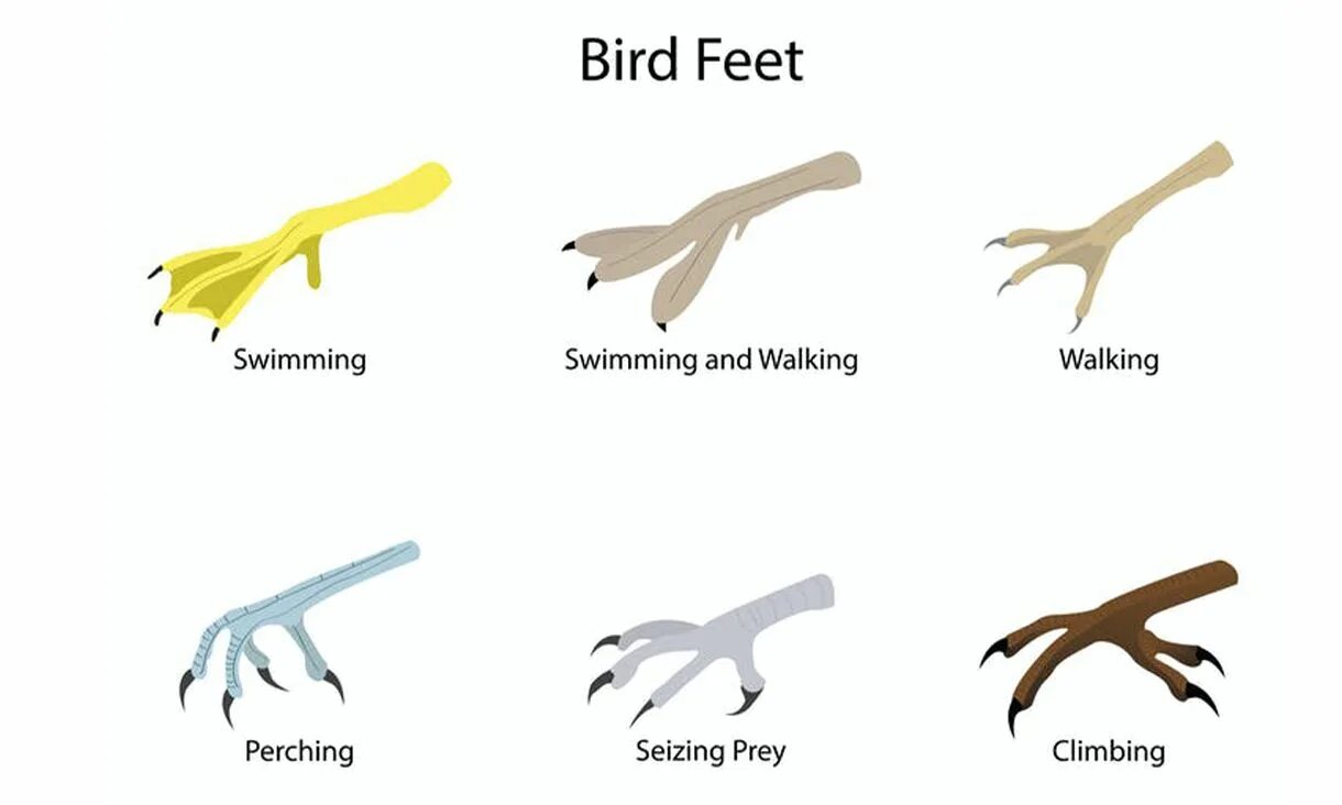 Задние конечности страуса. Scratching foot птичка. Стопа у птиц. Ножки птицы. Ноги птиц.