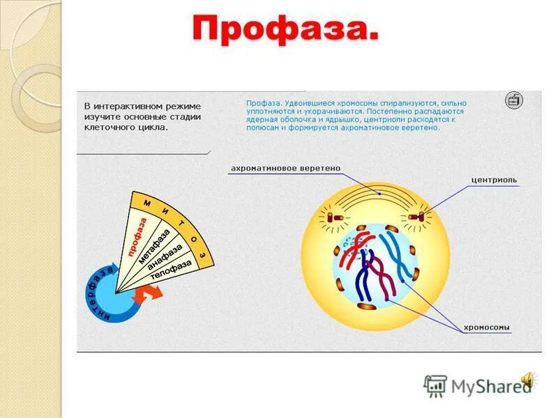 хромосомы спирализуются и становятся видимыми. ядерная оболочка профазы. хромосомы спирализуются и становятся видимыми. хромосомы спирализуются и становятся видимыми. стадия пахитены мейоза.