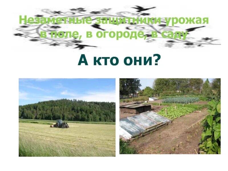 Незаметные защитники урожая. Рассказ о защитников урожая. проект защитники урожая. проект незаметные защитники урожая.