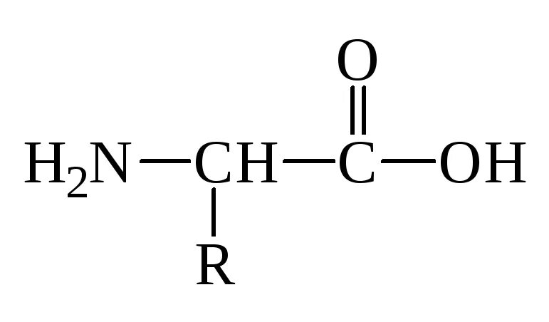 Белок формула химическая. Общая формула молекулы белка. Формула белков. Химическая формула белка общая. Структурная формула белка химия.