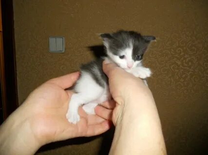 Котята 8 недель