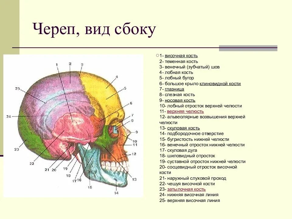 Мозговой отдел головы топографическая анатомия. Свод и основание черепа топографическая анатомия. Внешние ориентиры мозгового отдела головы топографическая анатомия. Границы внешние ориентиры мозгового отдела головы.