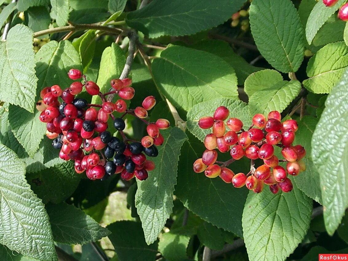 калина черная гордовина. калина черная гордовина. калина гордовина, калина черная. дерево с красными ягодами гроздьями. калина гордовина ягоды.