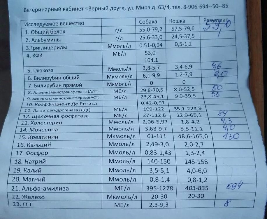 Алт в биохимическом анализе повышен. Анализ крови биохимический норма креатинфосфокиназа. Биохимия крови КФК. КФК В биохимическом анализе крови что это такое. Биохимия крови КФК норма.