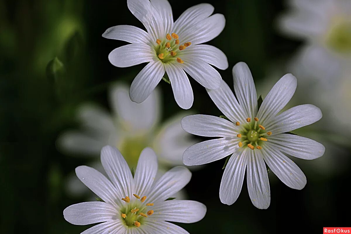 Ноги белый цветок. Цветы с белыми лепестками. Маленькие цветы. Маленькие белые цветы. Белые цветы с маленькими лепестками.