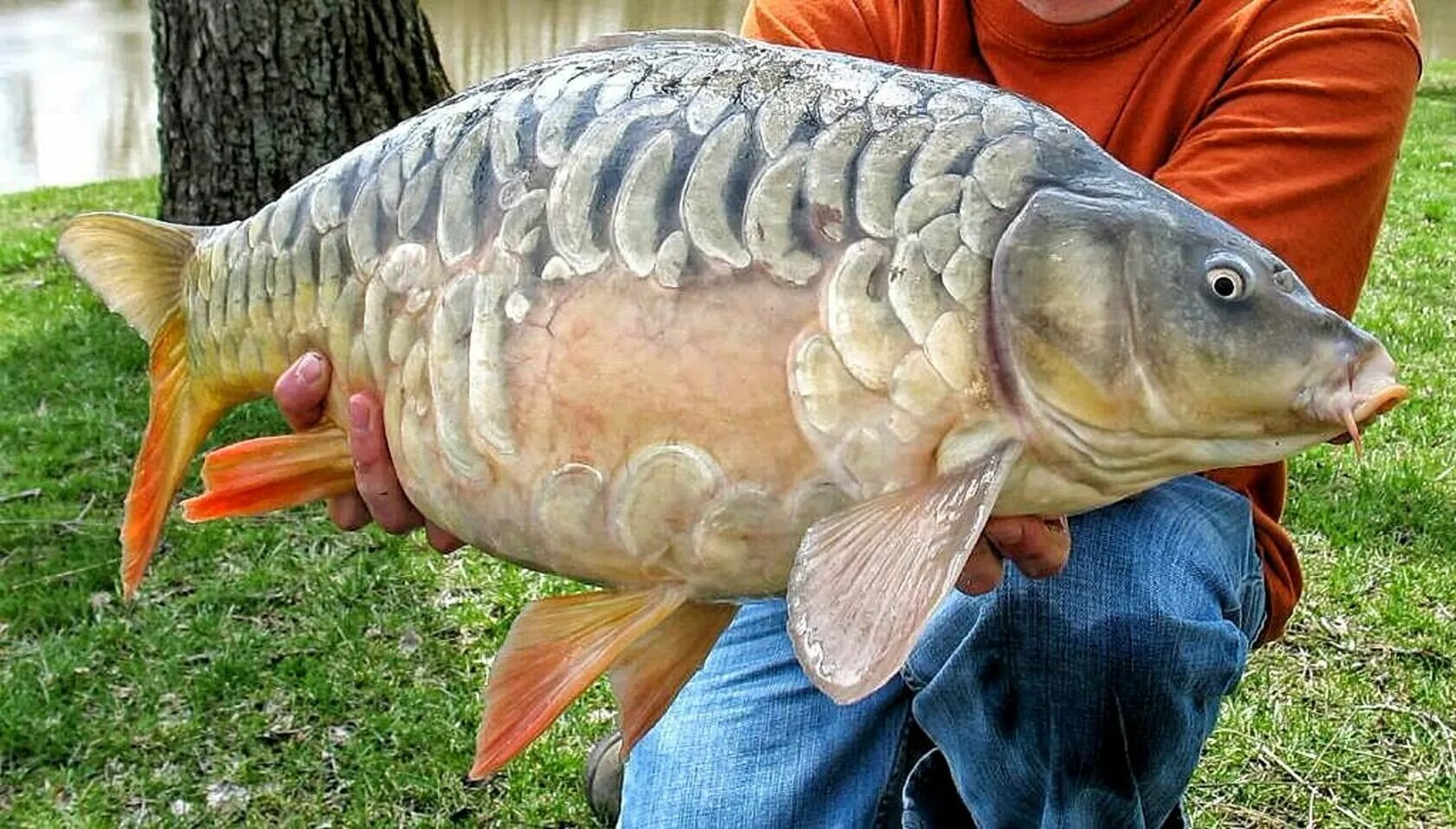 Сазан (Cyprinus Carpio). Ангелинский зеркальный Карп. Карп рамчатый. Рыба Карп зеркальный. Скорпионовый карп