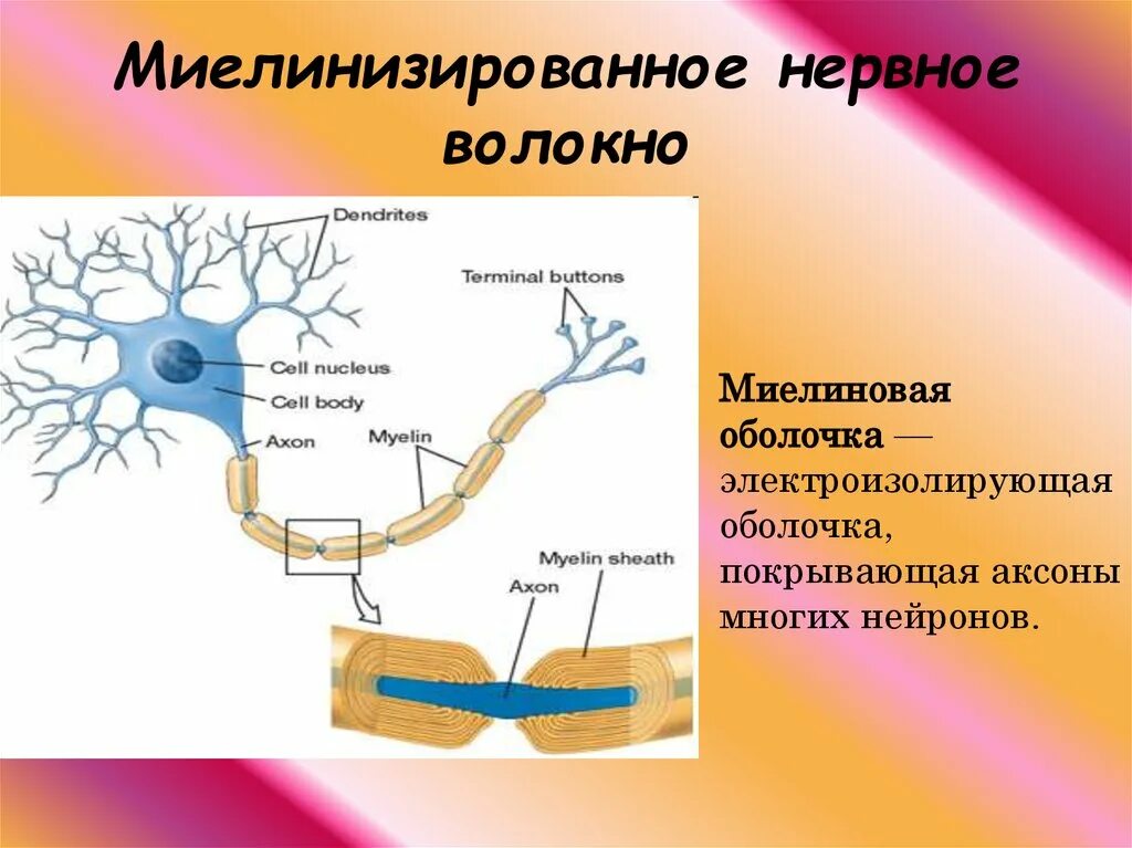 Миелиновая оболочка функции. Аксоны миелиновая оболочка. Нейрон Аксон миелиновая оболочка. Строение миелинового нервного волокна. Миелиновая оболочка аксонов нервных клеток образована.