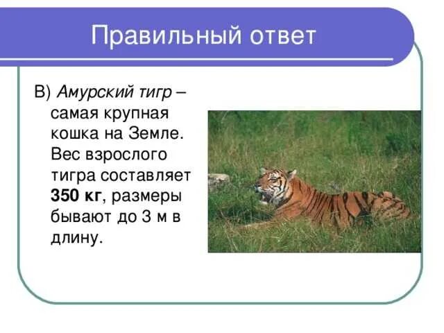 Тигр сколько килограмм. Вес и длина амурского тигра.