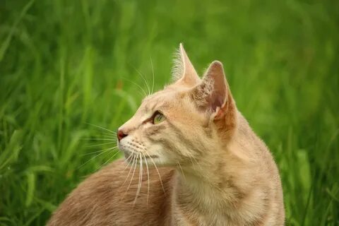 Бамбуковая кошка