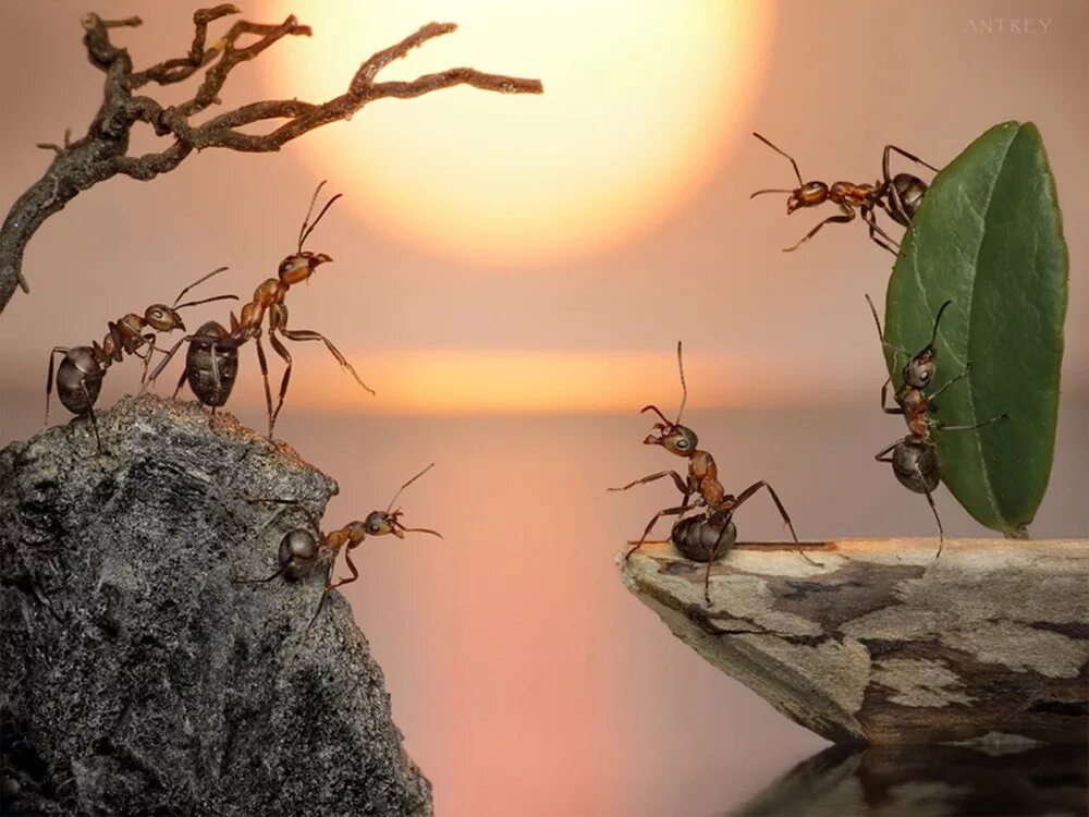 Жизнь насекомых тел. Муравьиные истории Андрея Павлова. Жизнь муравьев в муравейнике.