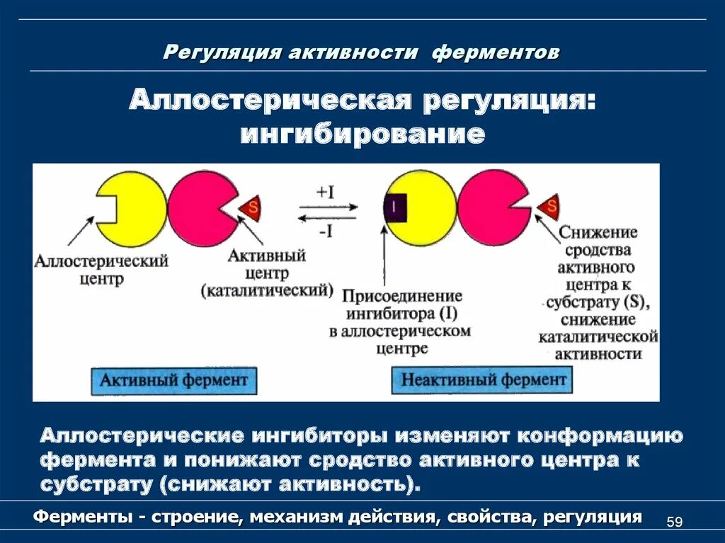 Аллостерический механизм регуляции активности ферментов. Аллостерическая регуляция активности ферментов строение. Регуляция ферментативной активности (ингибирование). Регуляция активности ферментов понятие.