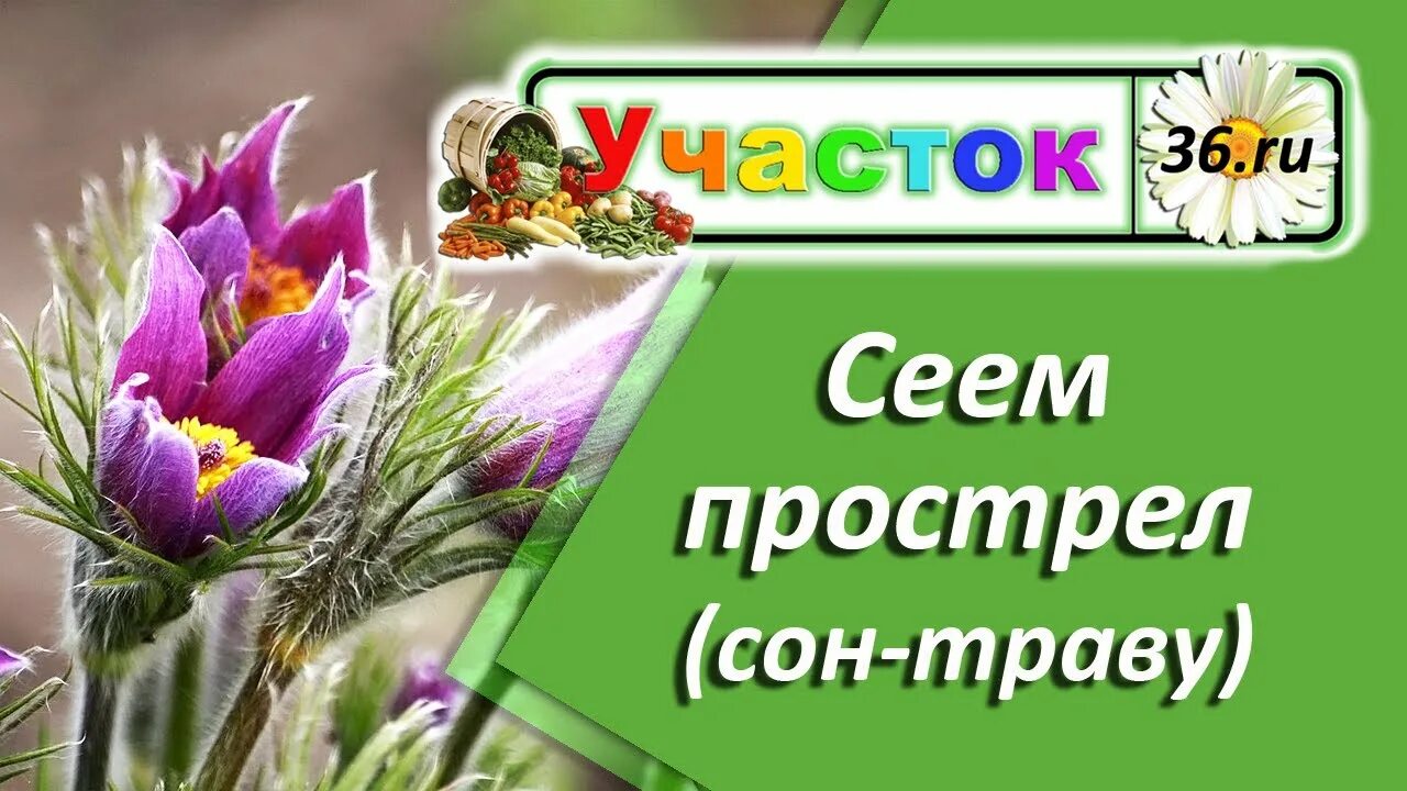 Сон сеять. Наш прострел везде поспел. Сон сеять. Сон сеять. Разбираемся в удобрениях.