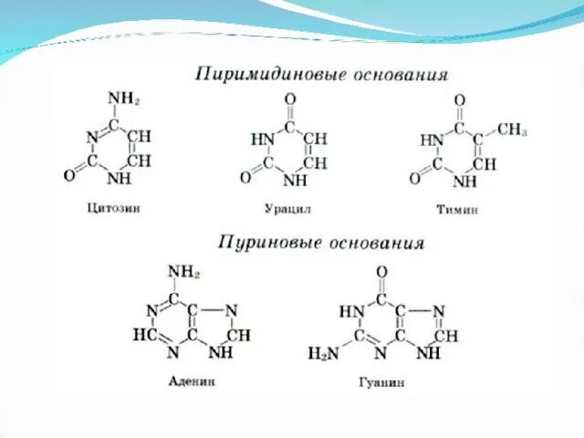 Формулы нуклеотидов. Нуклеотиды формулы. Аденин гуанин цитозин Тимин урацил. Пуриновые и пиримидиновые основания схема. Нуклеотид структурная формула.