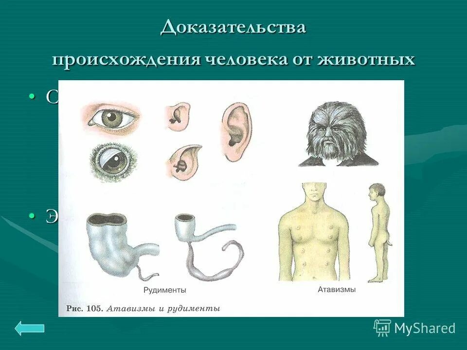 Доказательства происхождения человека. Рудименты и атавизмы сравнительно анатомические. Анатомические доказательства происхождения человека от животных. Рудименты человека и животных.