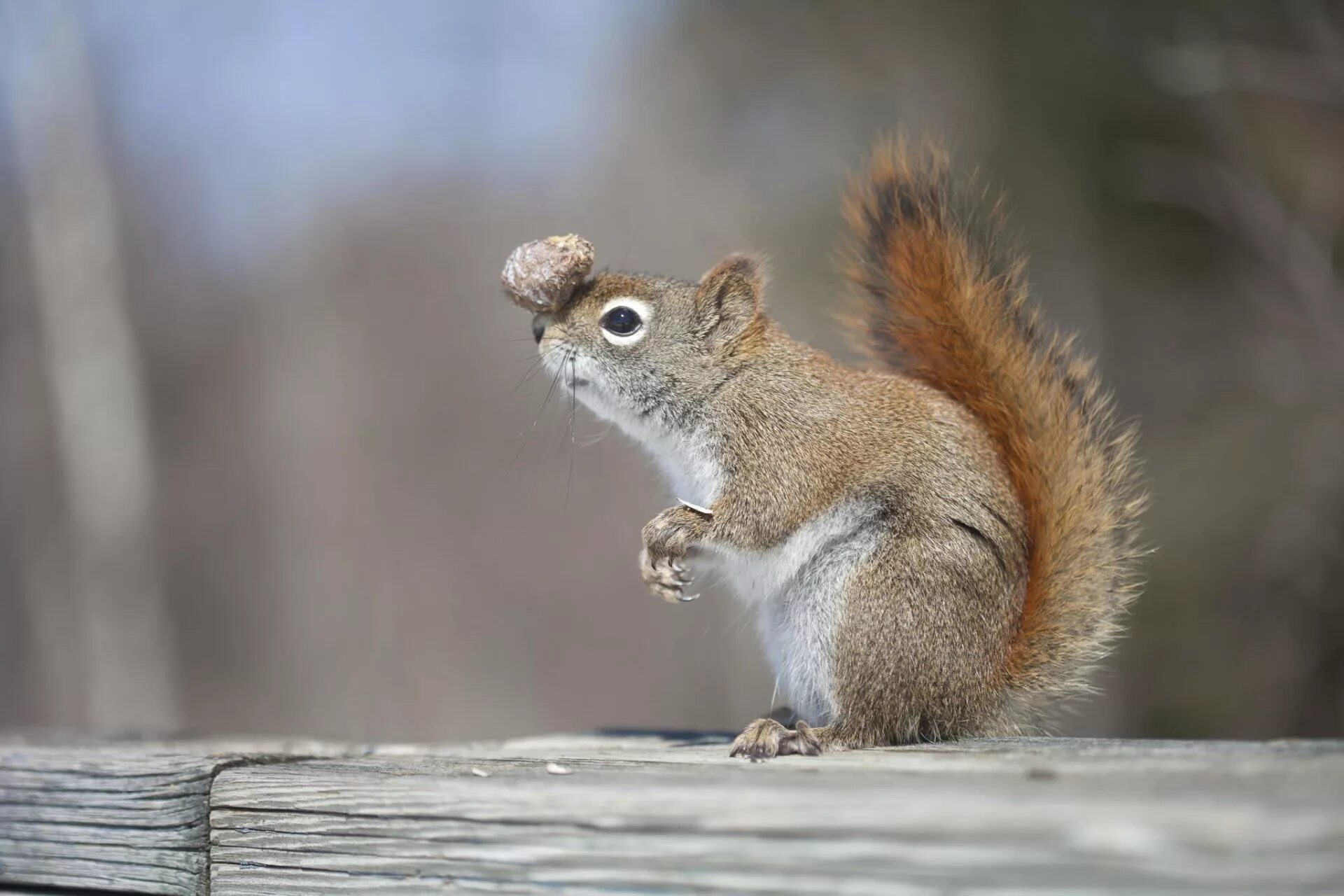 Белка. Картинки на рабочий стол белка. Белка Squirrel. Белка с шишкой.