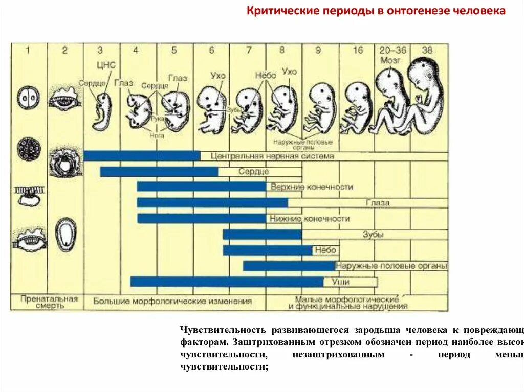 Формирование органов человека. Критические периоды внутриутробного развития. Критические периоды развития эмбриона таблица. Этапы внутриутробного развития, критические периоды развития плод. Критические периоды развития плода таблица.