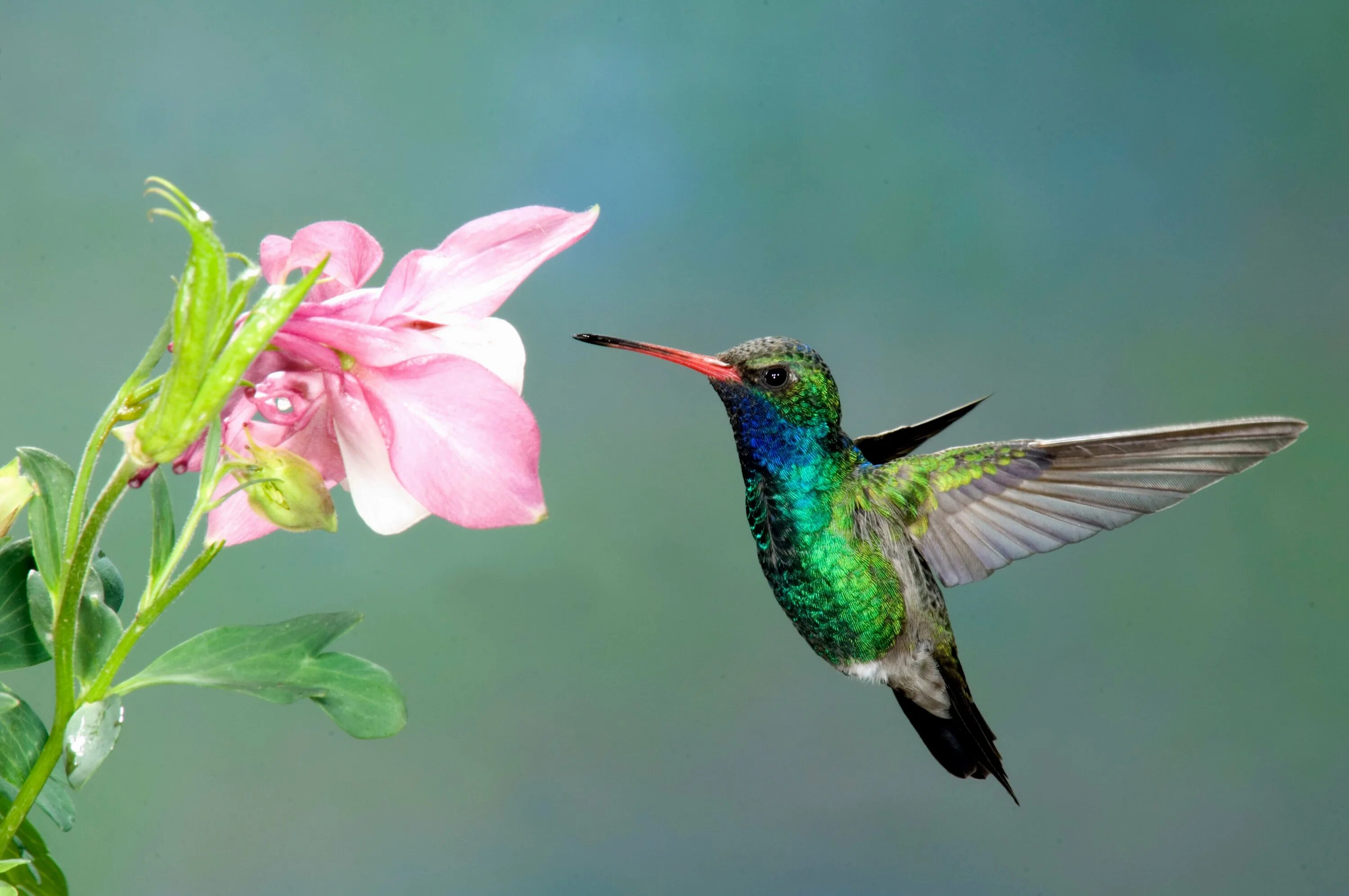 Colibri clean. Птичка Колибри. Колибри в Тайланде. Пурпурный венценосный Колибри. Птичка Колибри фото.