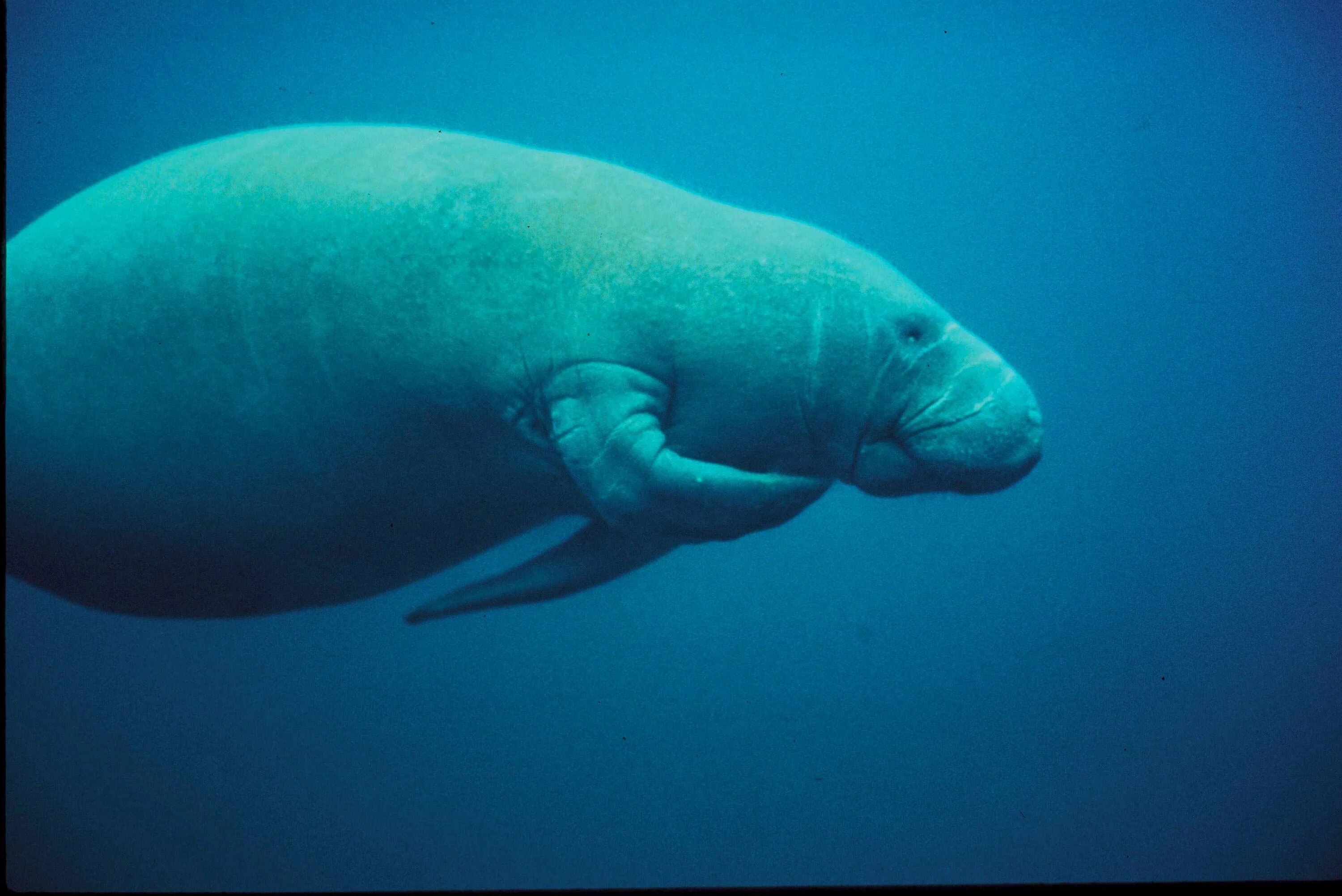 Американский Ламантин Trichechus manatus. Ламантин морская корова. Дюгонь морская корова. Ламантины морские млекопитающие.