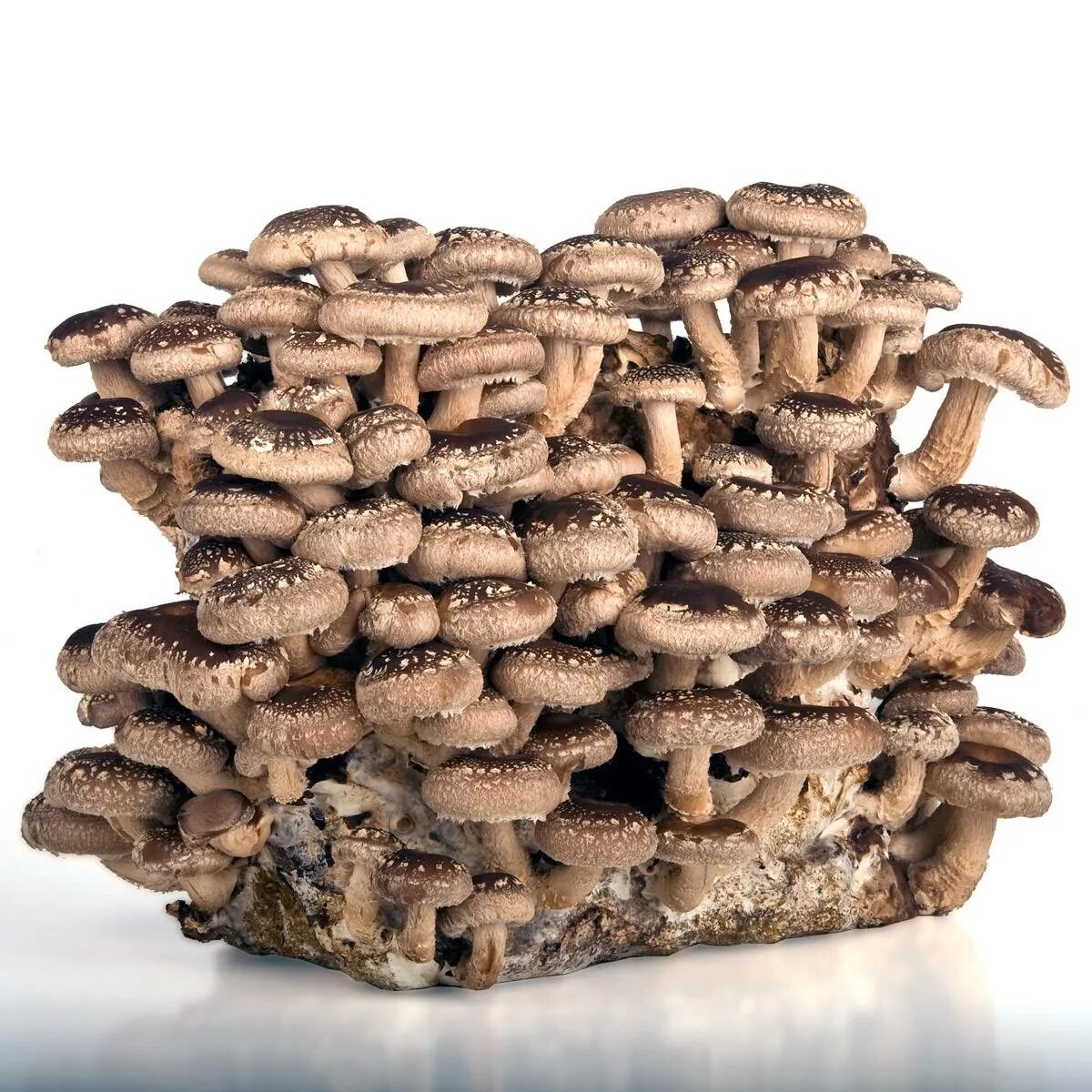 Грибы шиитаке свойства. Японские грибы шиитаке. Шиитаке Lentinus edodes. Сиитаке (шиитаке. Китайские грибы шитаки.