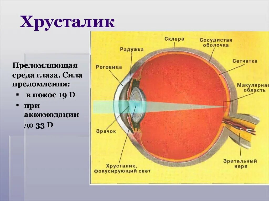 Принцип работы хрусталика 8 класс биология. Строение хрусталика глаза. Хрусталик глаза строение и функции. Капсула хрусталика глаза анатомия. Строение глазного хрусталика.