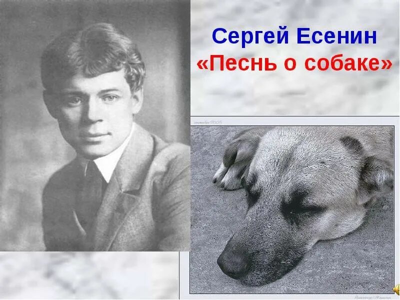 есенин про собаку. стих есенина песнь о собаке. стих есенина песнь о собаке. песнь о собаке есенин. сергей александрович есенин песнь о собаке.