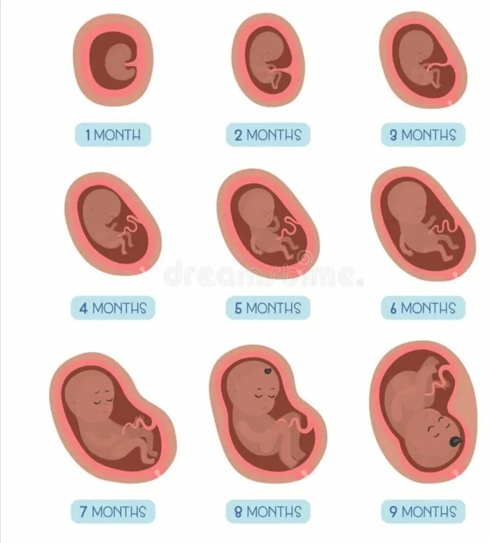 Ребенок в первые месяцы беременности. Эмбрион на 2 месяце беременности. Плод на 3,2 месяце беременности. Эмбрион 1 месяц беременности. Эмбрион на 3 месяце беременности.