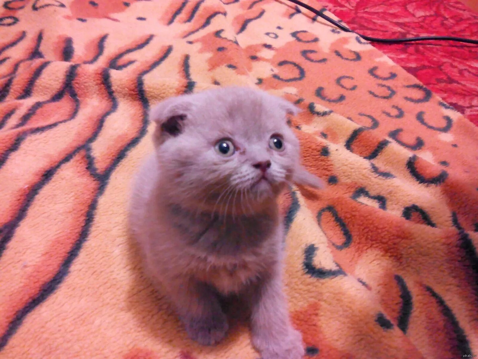 Кошки маленькие. Котята солнечногорск. Котята солнечногорск. Плачущий котенок. Персидские котята новорожденные.