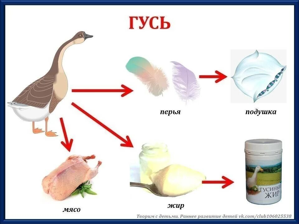 Продукты получаемые от птиц. Что человек получает от гуся. Польза от домашних птиц. Что человек получает от гцся. Чем полезны домашние животные.