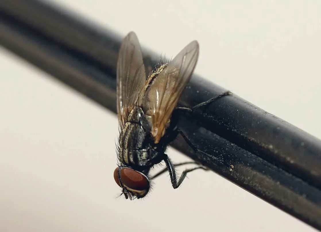 Вид муха домашняя. Musca domestica комнатная Муха. Домовая Муха (muscina stabulans). Мушка навозная Муха. Короткоусые Двукрылые.