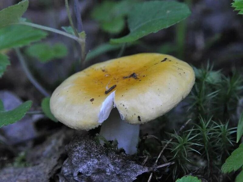 Съедобные грибы: Сыроежка золотисто-жёлтая (Russula lutea). Фото, описание, прои