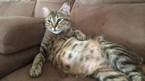 Кошка тяжело