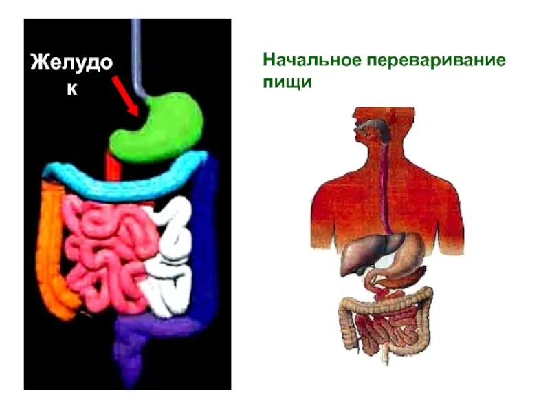 Легкое переваривание пищи. Желудок в форме крючка и бычьего рога. Рисунок как переваривается еда в желудке. Пищеварительная система картинки для презентации. Желудок в форме крючка гипо.