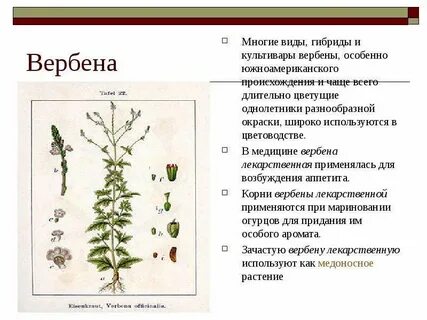 Вербена свойства